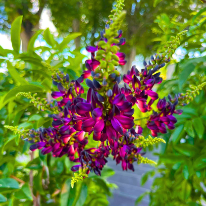 Evergreen Wisteria (Callerya reticulata) Flowering Rare Live Plant – Magenta Purple Climber