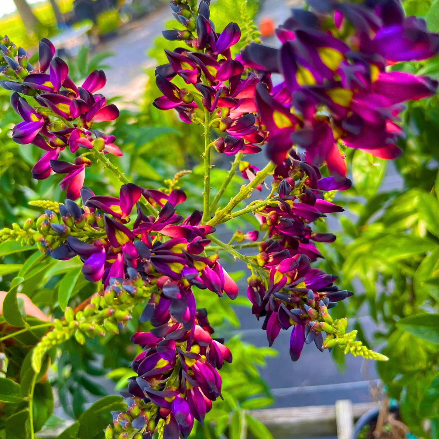 Evergreen Wisteria (Callerya reticulata) Flowering Rare Live Plant – Magenta Purple Climber