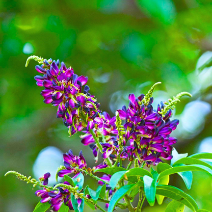 Evergreen Wisteria (Callerya reticulata) Flowering Rare Live Plant – Magenta Purple Climber