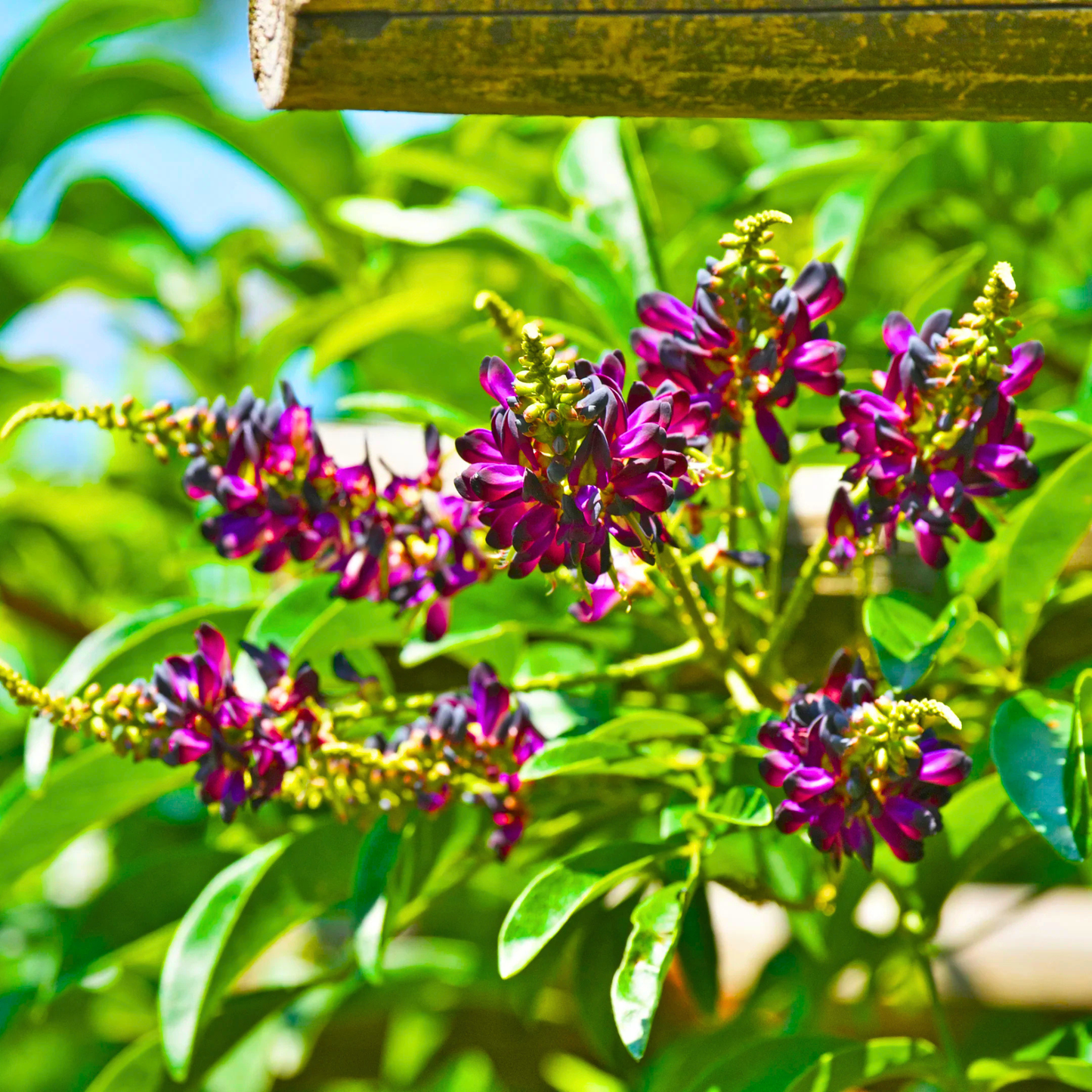 Evergreen Wisteria (Callerya reticulata) Flowering Rare Live Plant – Magenta Purple Climber