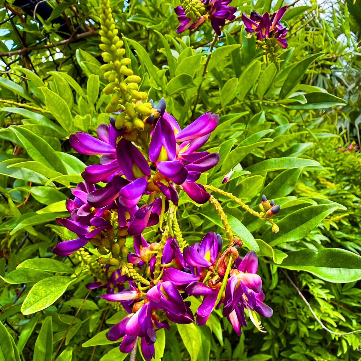 Evergreen Wisteria (Callerya reticulata) Flowering Rare Live Plant – Magenta Purple Climber