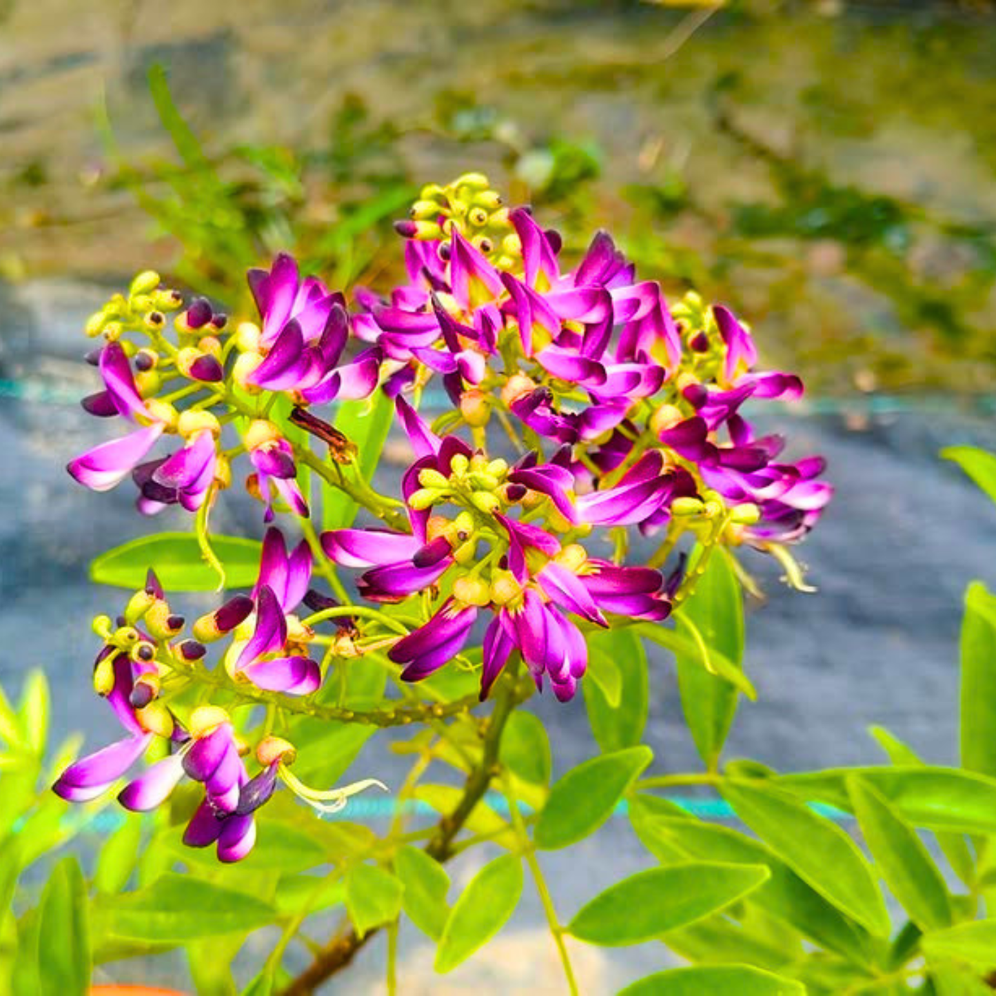 Evergreen Wisteria (Callerya reticulata) Flowering Rare Live Plant – Magenta Purple Climber