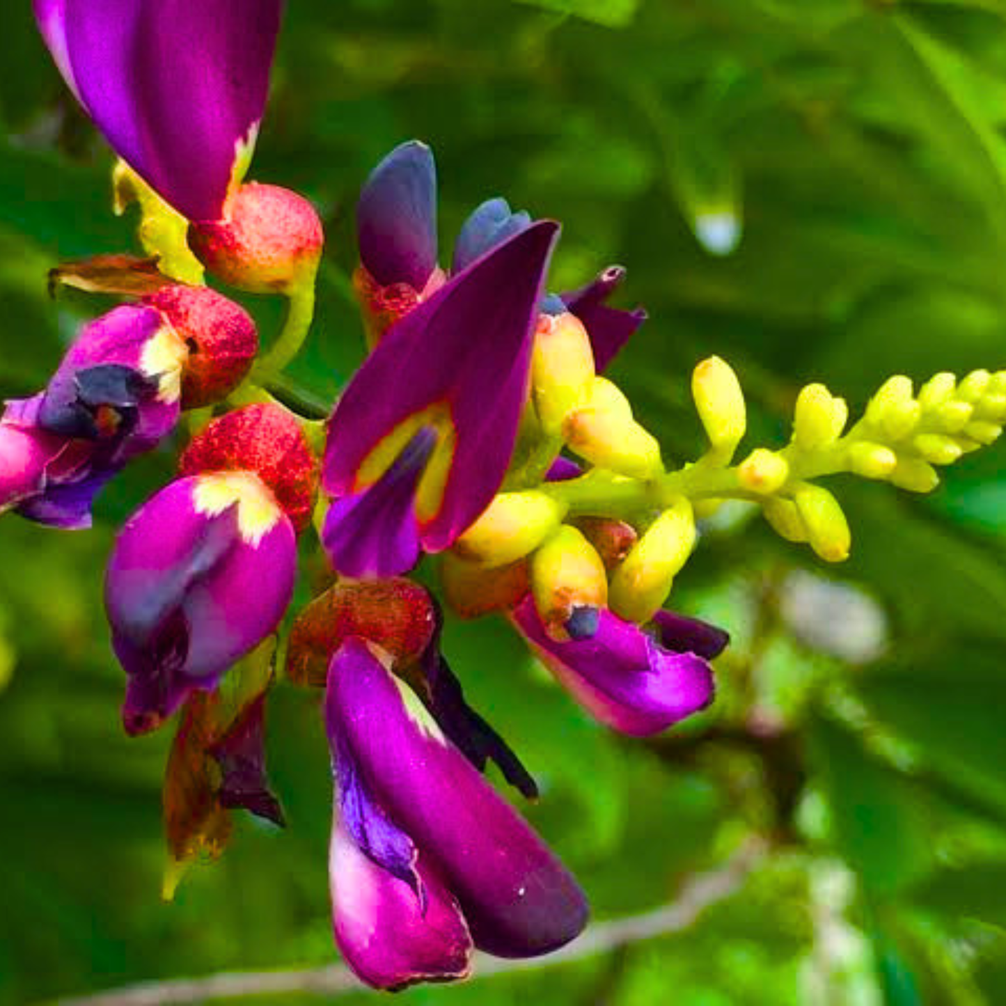 Evergreen Wisteria (Callerya reticulata) Flowering Rare Live Plant – Magenta Purple Climber