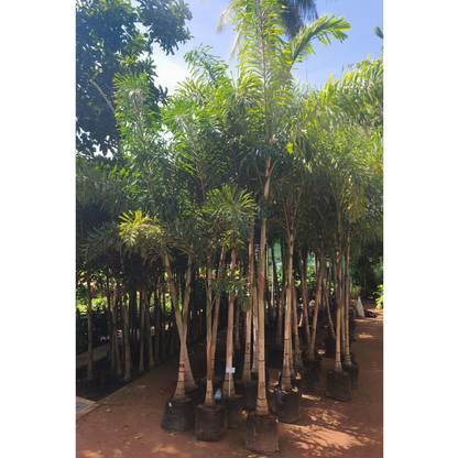 Foxtail Palm (Wodyetia bifurcata) Live Plant