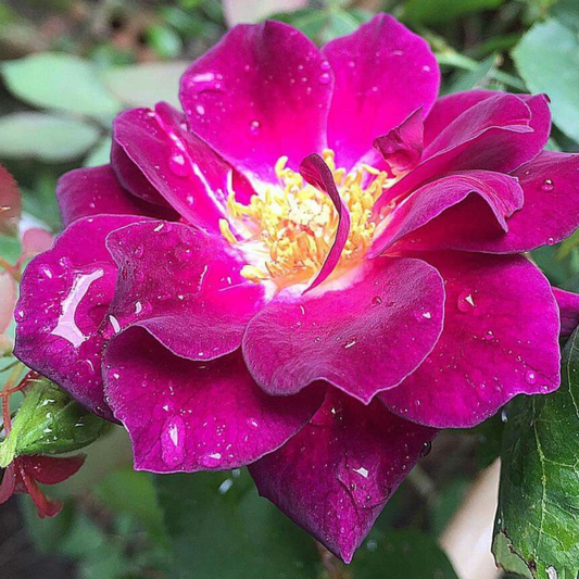 Fragrant Purple Paneer Rare Rose Live Plant