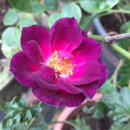 Fragrant Purple Paneer Rare Rose Live Plant
