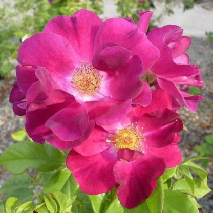 Fragrant Purple Paneer Rare Rose Live Plant