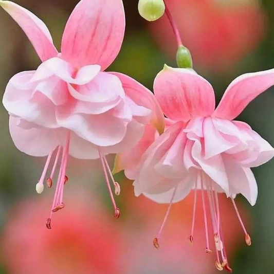 Fuchsia Pink (Fuchsia magellanica) Rare All Time Flowering Live Plant