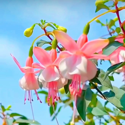 Fuchsia Pink (Fuchsia magellanica) Rare All Time Flowering Live Plant