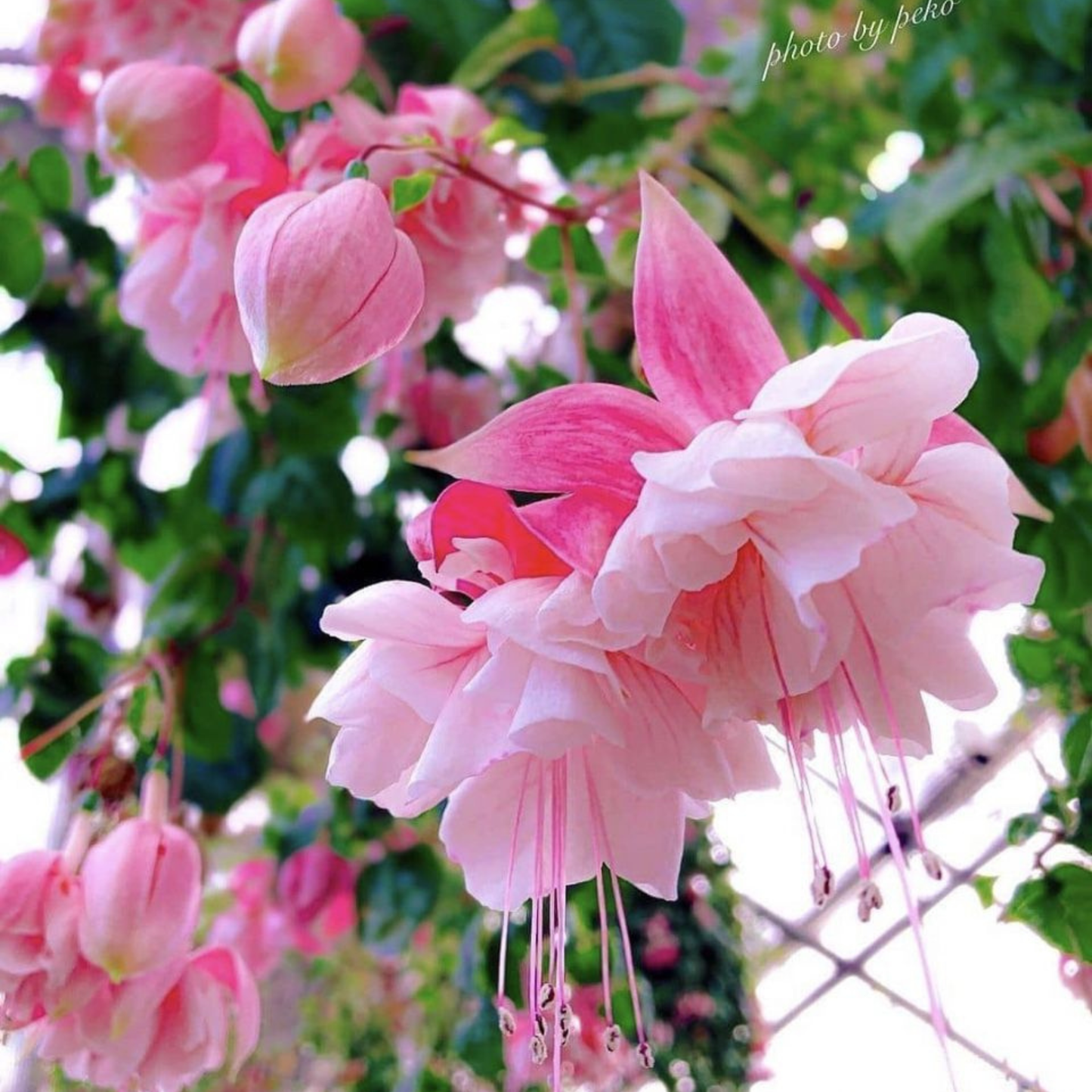 Fuchsia Pink (Fuchsia magellanica) Rare All Time Flowering Live Plant