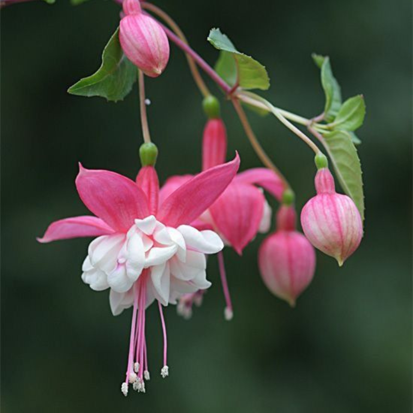 Fuchsia Pink (Fuchsia magellanica) Rare All Time Flowering Live Plant