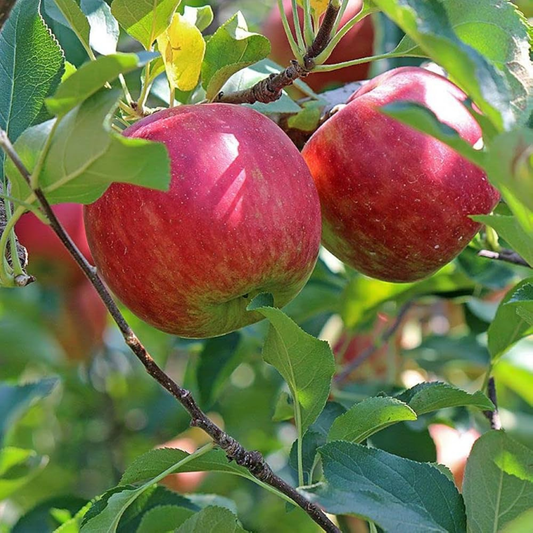 Fuji Apple Grafted Live Plant