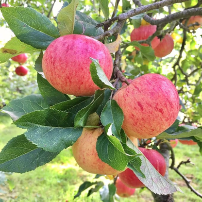 Fuji Apple Grafted Live Plant