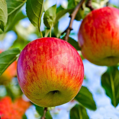 Fuji Apple Grafted Live Plant