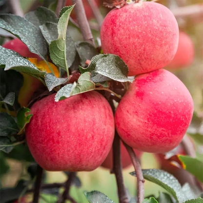 Fuji Apple Grafted Live Plant