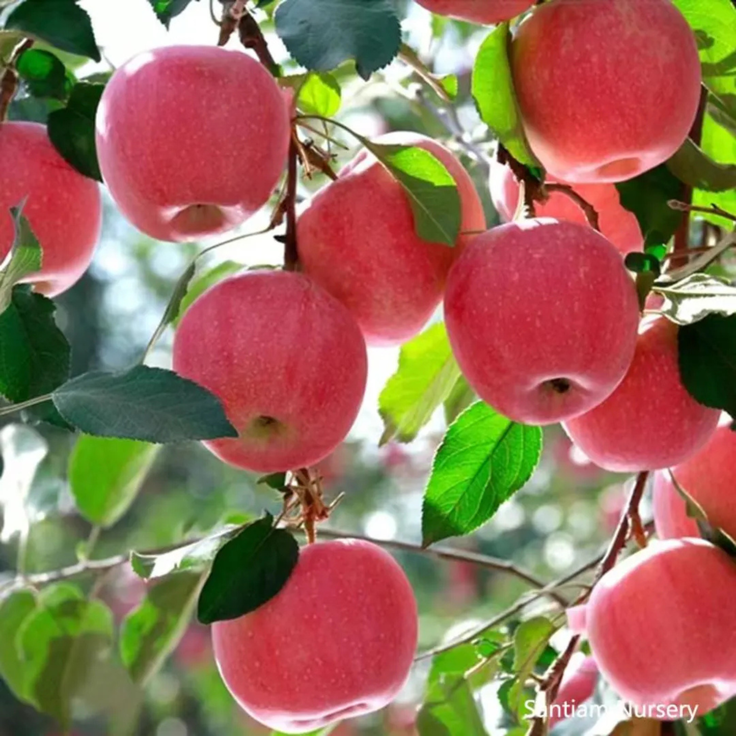 Fuji Apple Grafted Live Plant