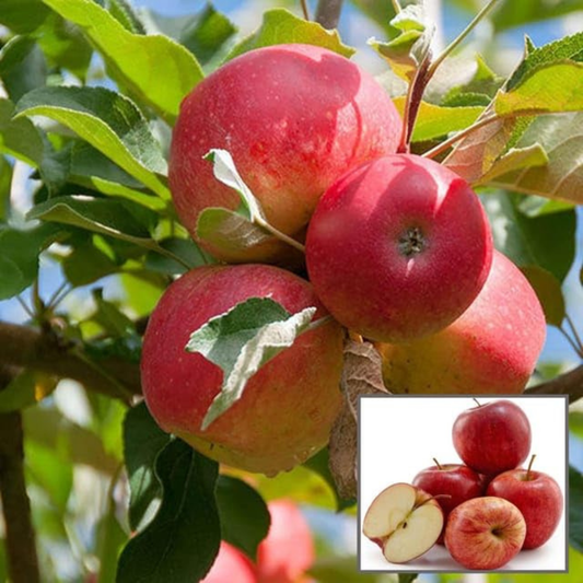Gala Apple Grafted Live Plant