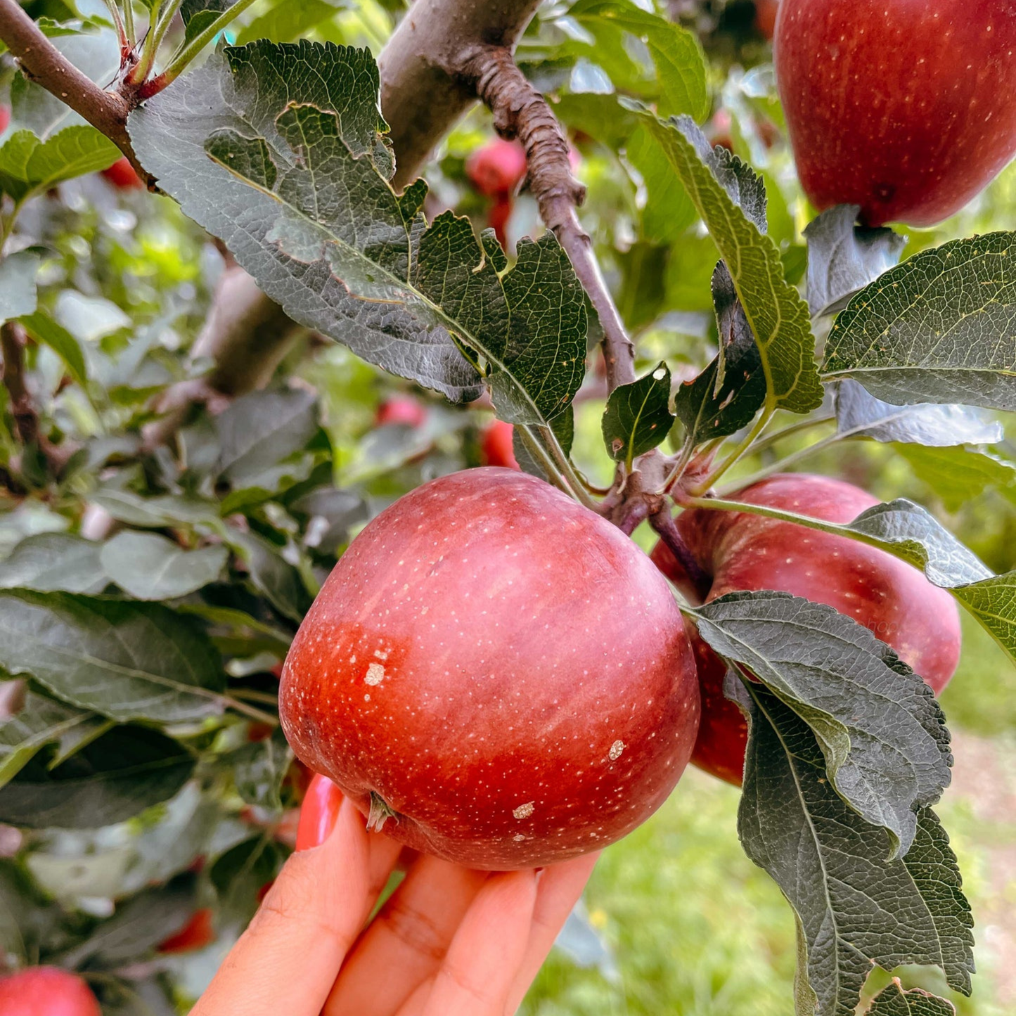 Gala Apple Grafted Live Plant