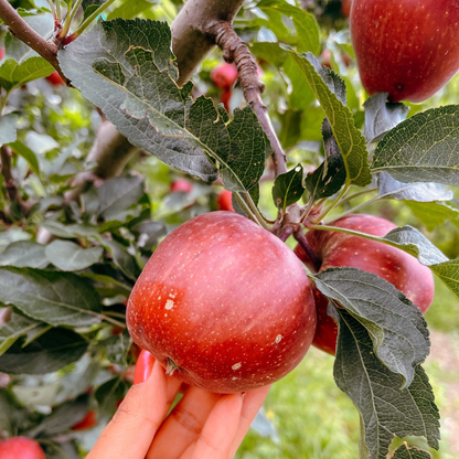 Gala Apple Grafted Live Plant
