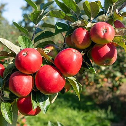 Gala Apple Grafted Live Plant