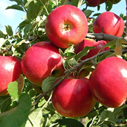 Gala Apple Grafted Live Plant