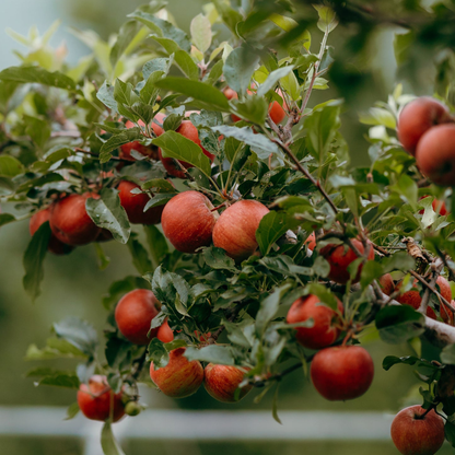 Gala Apple Grafted Live Plant
