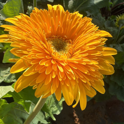 Gerbera Yellow Flowering Live Plant