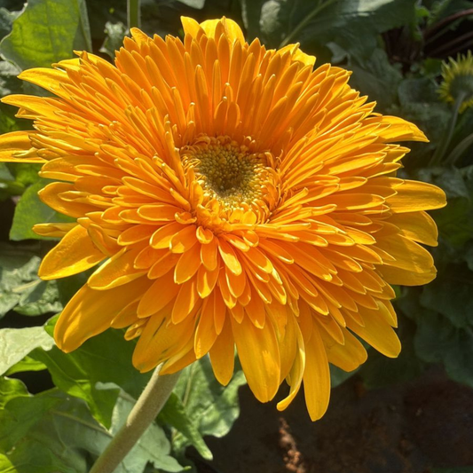 Gerbera Yellow Flowering Live Plant
