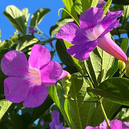 Glow Vine Rare Purple Flowering Climber Plant (Bignonia Magnifica)