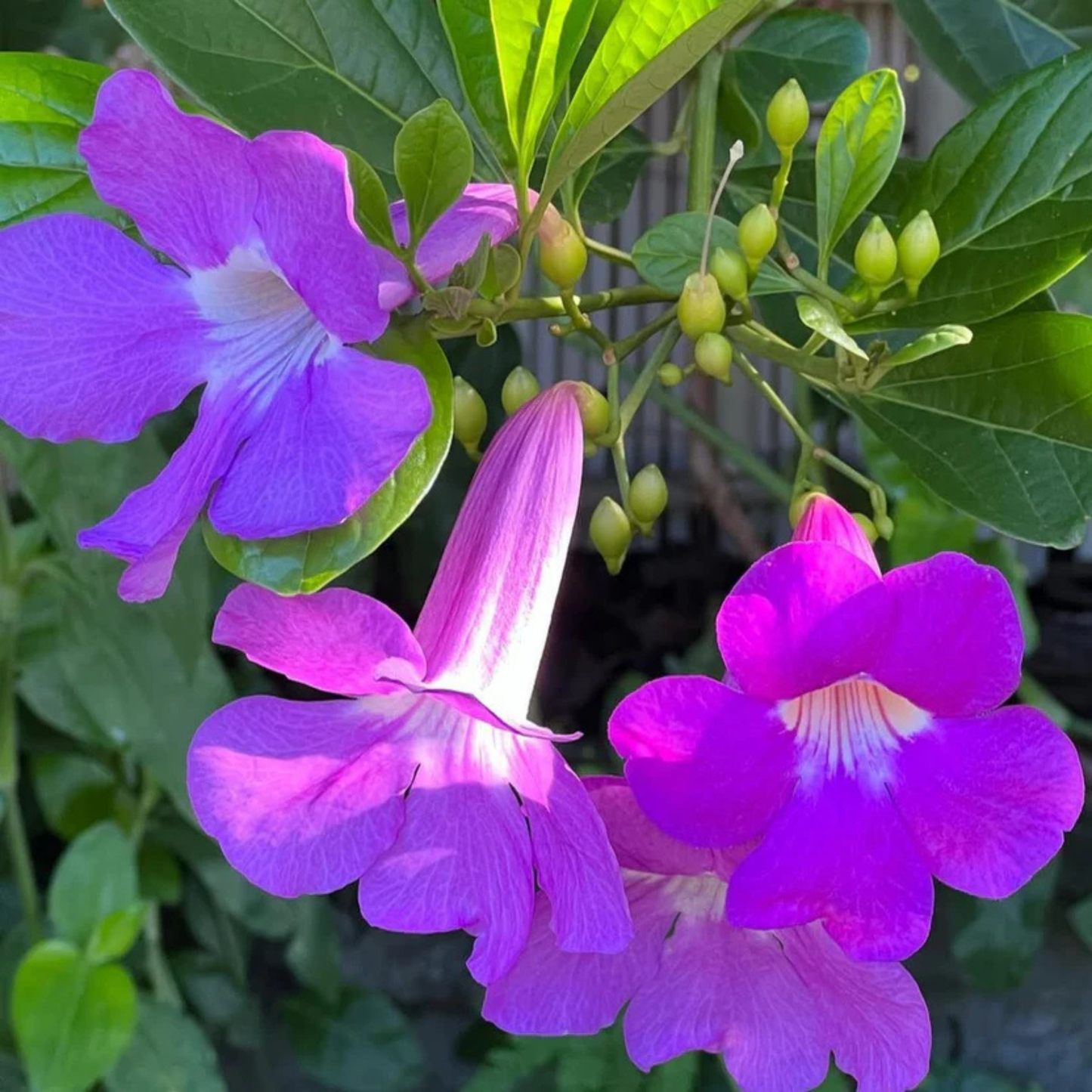 Glow Vine Rare Purple Flowering Climber Plant (Bignonia Magnifica)