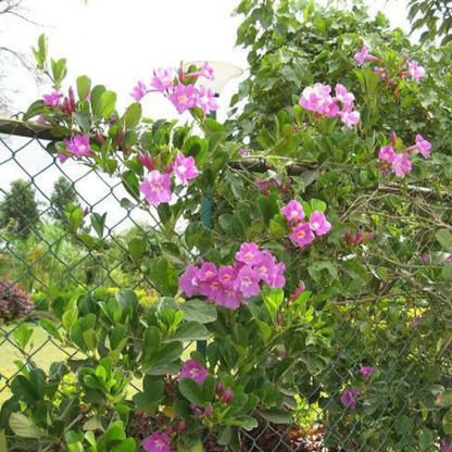 Glow Vine Rare Purple Flowering Climber Plant (Bignonia Magnifica)