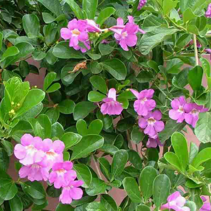 Glow Vine Rare Purple Flowering Climber Plant (Bignonia Magnifica)