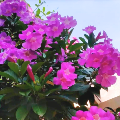 Glow Vine Rare Purple Flowering Climber Plant (Bignonia Magnifica)