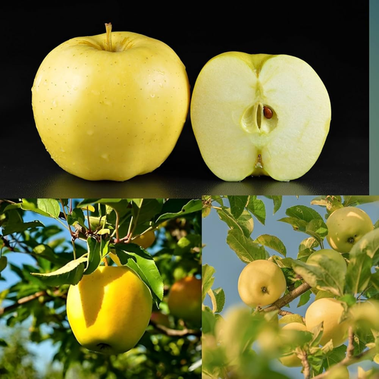 Golden Delicious Apple Grafted Live Plant