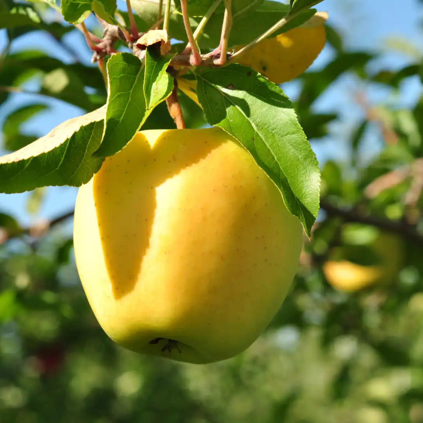 Golden Delicious Apple Grafted Live Plant