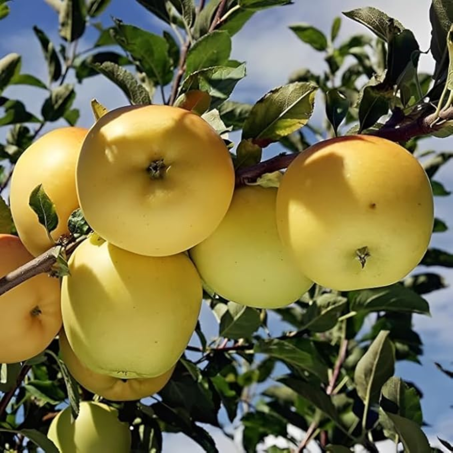 Golden Delicious Apple Grafted Live Plant