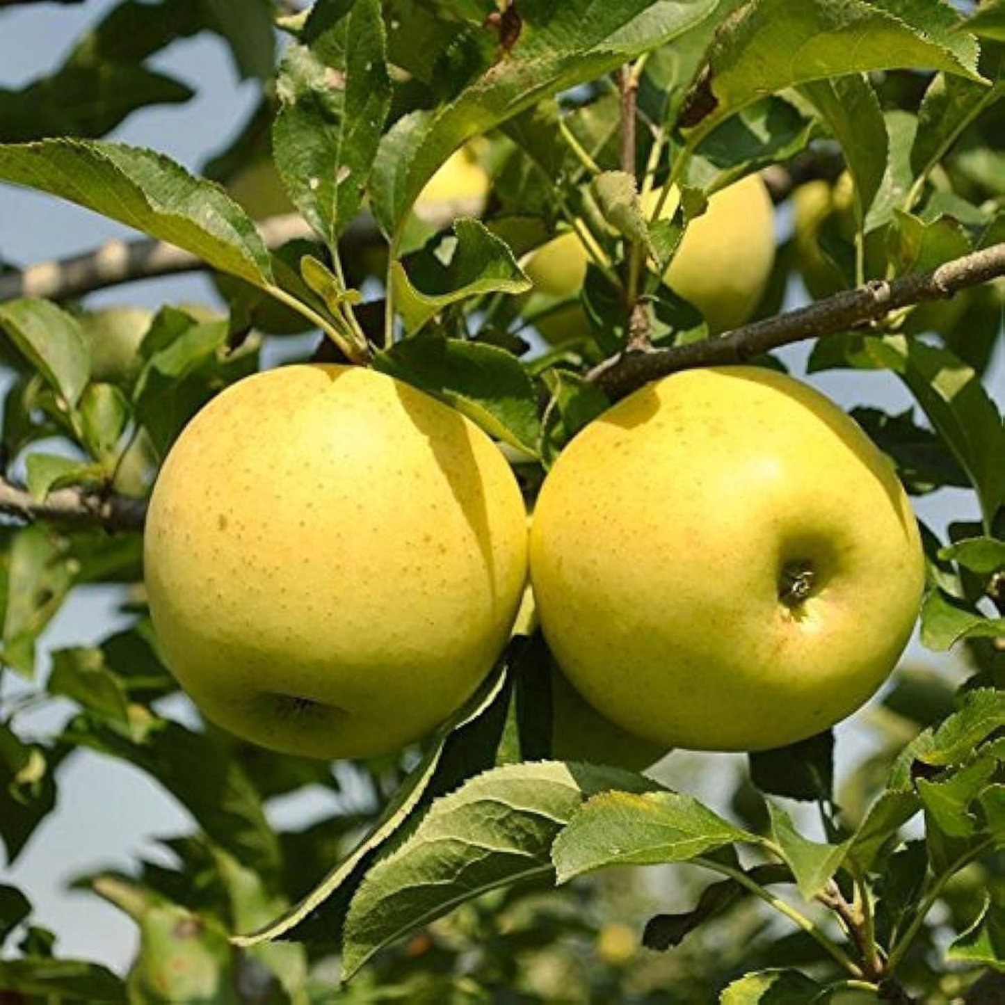 Golden Delicious Apple Grafted Live Plant