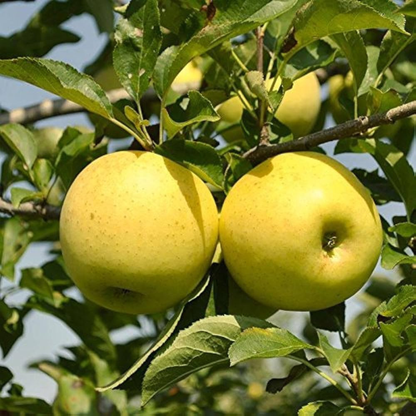Golden Delicious Apple Grafted Live Plant