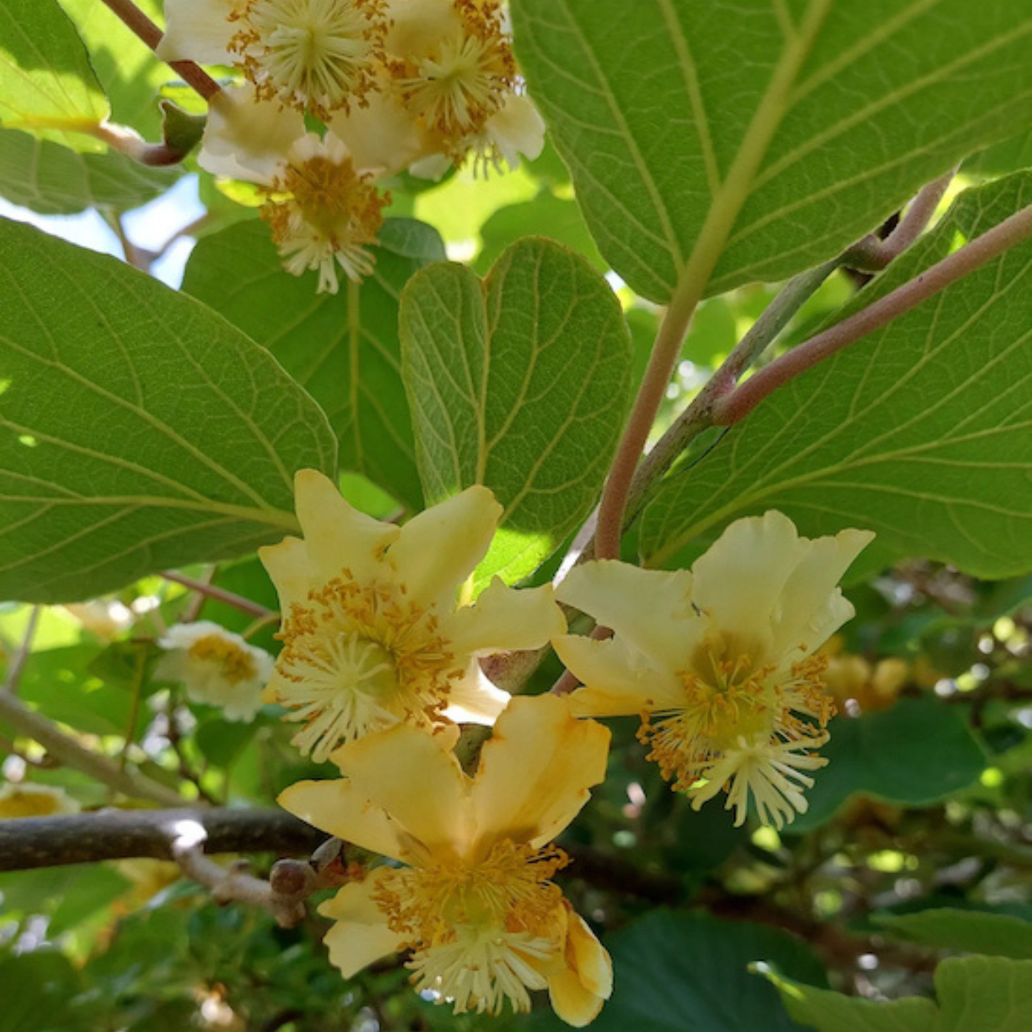 Golden Kiwi Live Plant (Yellow Kiwi) - Rare Exotic Fruit Plant