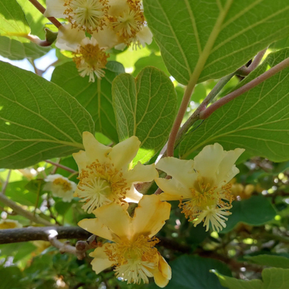 Golden Kiwi Live Plant (Yellow Kiwi) - Rare Exotic Fruit Plant