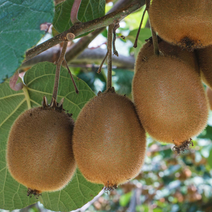 Golden Kiwi Live Plant (Yellow Kiwi) - Rare Exotic Fruit Plant