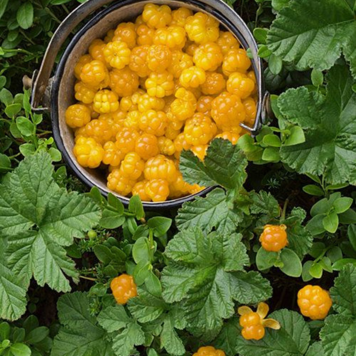 Golden Raspberry Live Plant