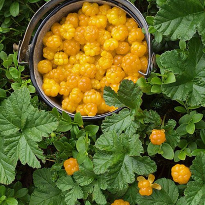 Golden Raspberry Live Plant