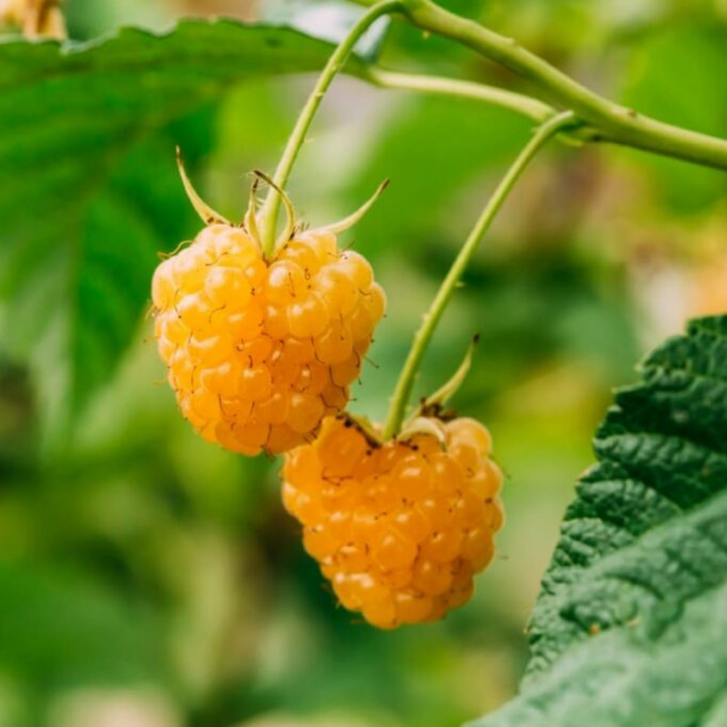 Golden Raspberry Live Plant