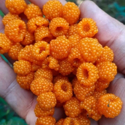 Golden Raspberry Live Plant