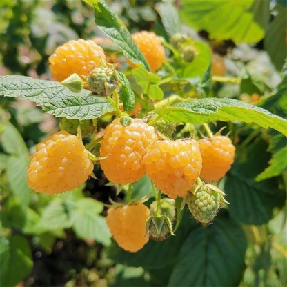 Golden Raspberry Live Plant