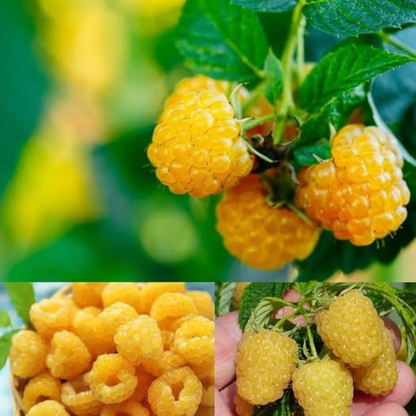 Golden Raspberry Live Plant