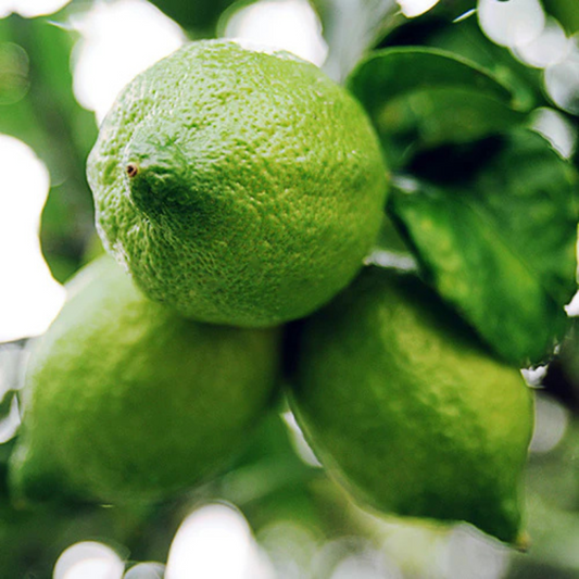 Gondhoraj Lemon (Citrus × limonia) Fruit Live Plant