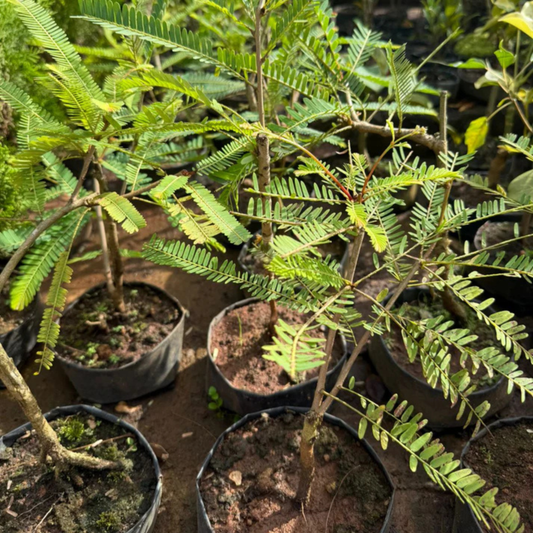 Gooseberry Tree Bonsai (Amla) Indoor Live Plant