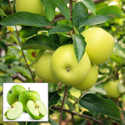 Granny Smith Apple Grafted Live Plant